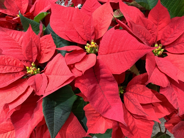 冬の花と言えばのポインセチアを激安で購入 The Home Depotで 6 98 1 98他にも魅力的なクリスマス商品たくさん植物に癒されます 海外生活how To